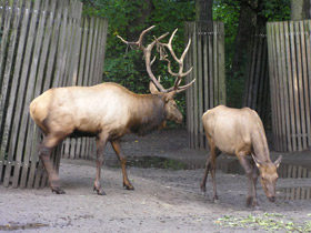 Смотреть фото Благородный олень Фото Благородный олень