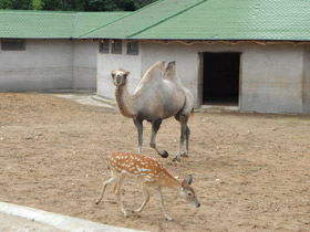 Фото Уссурийский пятнистый олень
