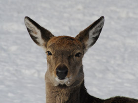 Смотреть фото Пятнистый олень Фото Пятнистый олень