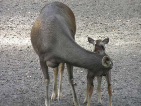 Фото Индийский замбар
