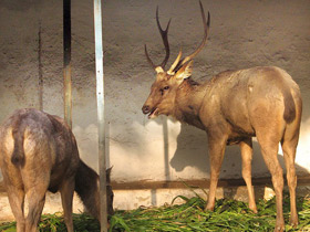 Фото Индийский замбар
