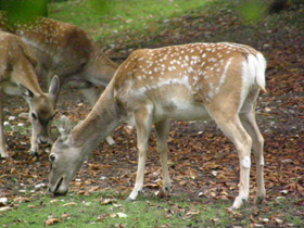 Фото Иранская лань