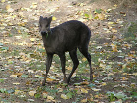 Фото Хохлатый олень