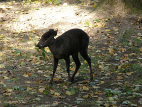 Фото Хохлатый олень