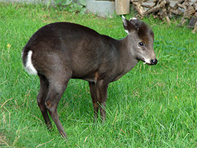 Фото Хохлатый олень