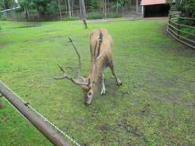 Фото Олень Давида