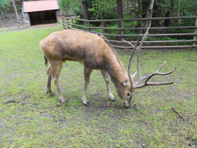Фото Олень Давида