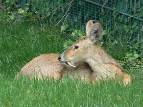 Фото Водяной олень