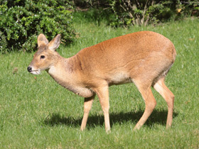 Фото Самые необычные и удивительные животные