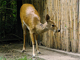 Фото Водяной олень