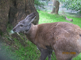 Смотреть фото Кабарга Фото Кабарга