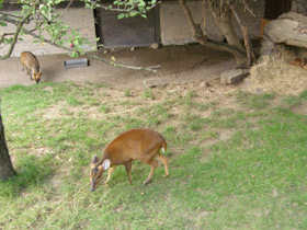 Фото Китайский мунтжак