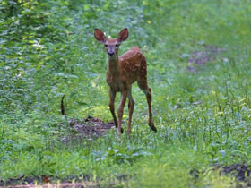 Фото Белохвостый олень