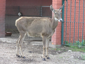 Фото Беломордый олень