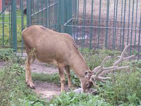 Фото Беломордый олень