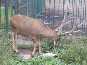 Фото Беломордый олень