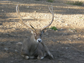 Фото Беломордый олень