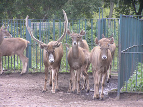 Фото Беломордый олень