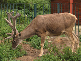 Фото Беломордый олень