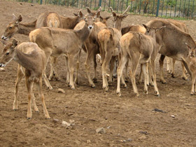 Фото Беломордый олень