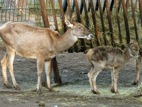 Фото Беломордый олень