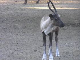 Смотреть фото Северный олень Фото Северный олень