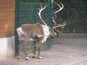 Смотреть фото Северный олень Фото Северный олень