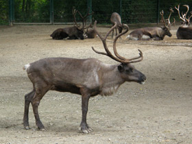 Фото Самые важные домашние животные