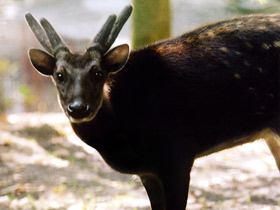 Смотреть фото Филиппинский пятнистый олень Фото Филиппинский пятнистый олень