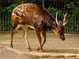 Смотреть фото Филиппинский пятнистый олень Фото Филиппинский пятнистый олень