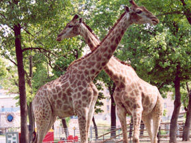 Фото Самый длинный язык у животных