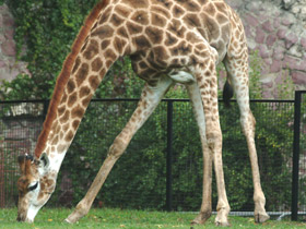 Смотреть фото Жираф Фото Жираф