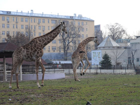 Смотреть фото Жираф Фото Жираф