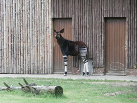 Смотреть фото Окапи Фото Окапи