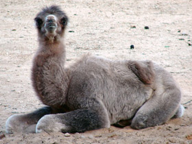 Смотреть фото Двугорбый верблюд Фото Двугорбый верблюд