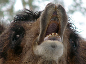 Смотреть фото Двугорбый верблюд Фото Двугорбый верблюд