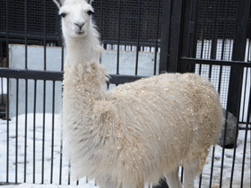 Смотреть фото Животные - символы Фото Животные - символы