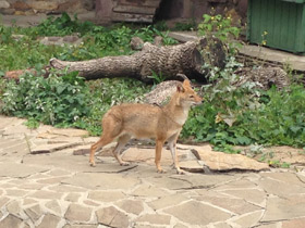 Смотреть фото Обыкновенный шакал Фото Обыкновенный шакал