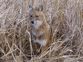 Смотреть фото Обыкновенный шакал Фото Обыкновенный шакал