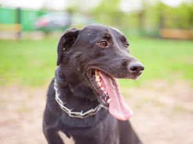 Фото Волки и собаки: степень родства