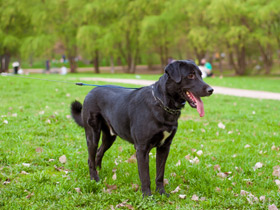 Смотреть фото Собака домашняя Фото Собака домашняя