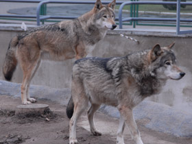 Смотреть фото Волк Фото Волк