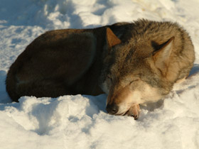 Смотреть фото Волк Фото Волк