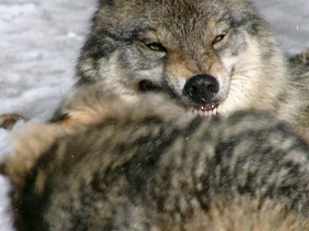 Смотреть фото Волк Фото Волк