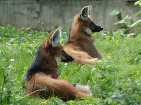 Фото Гривистый волк