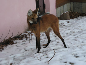 Смотреть фото Гривистый волк Фото Гривистый волк