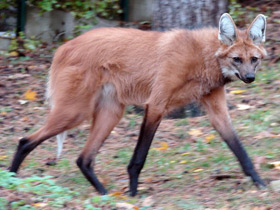 Смотреть фото Гривистый волк Фото Гривистый волк