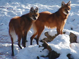 Смотреть фото Гривистый волк Фото Гривистый волк
