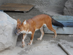 Фото Красный волк