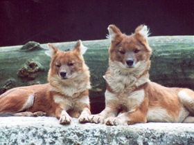 Фото Красный волк